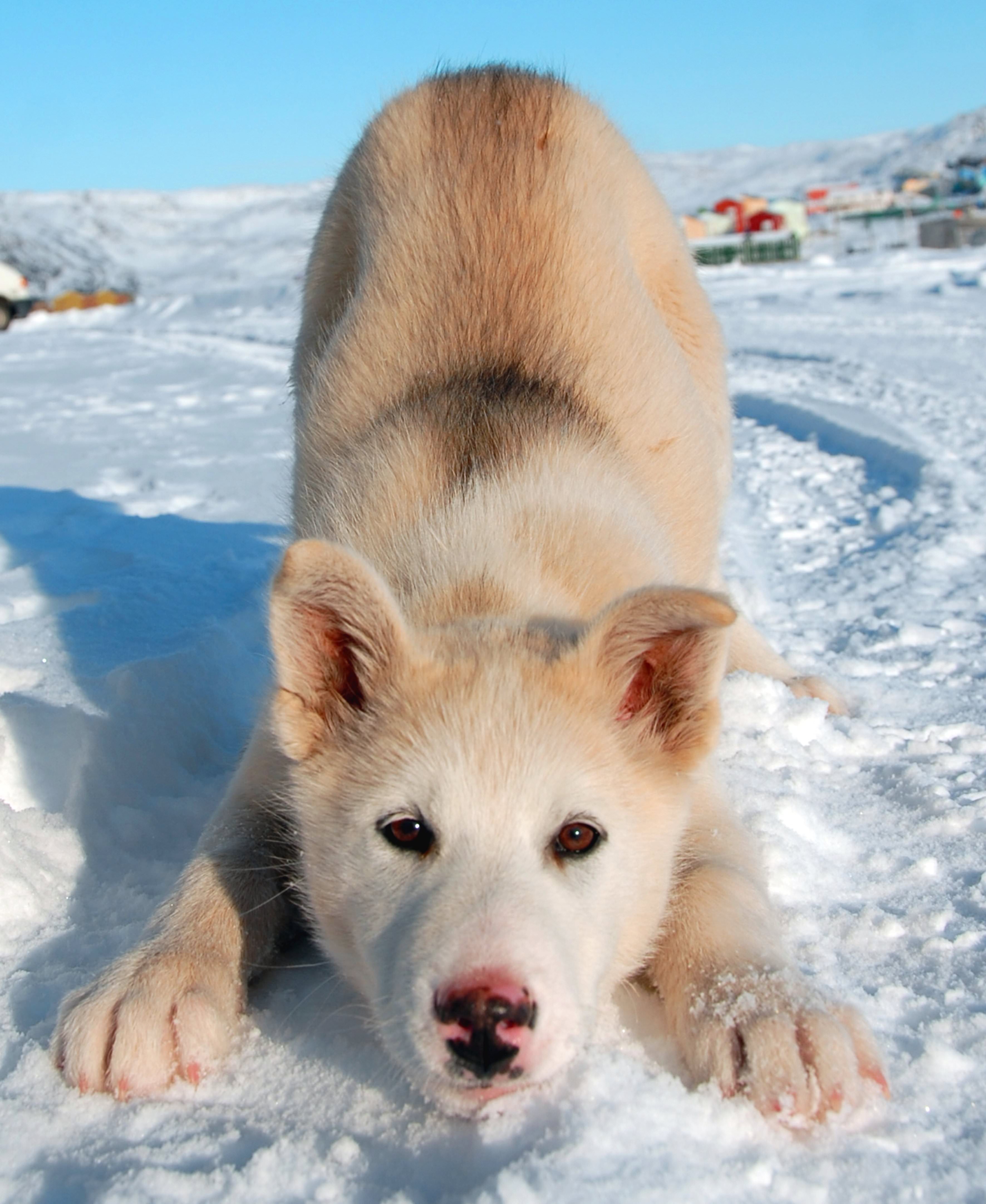 Happy dog