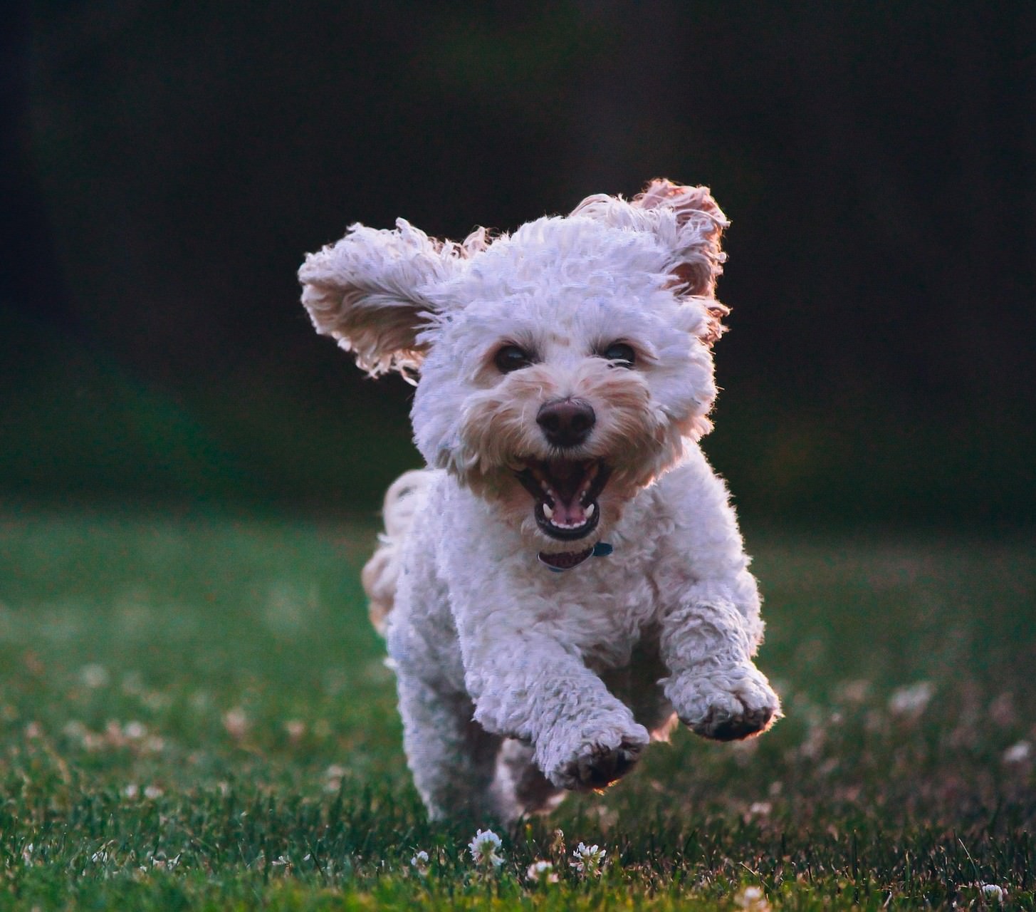 Happy exercised dog